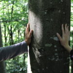 Bains de forêt et sylvothérapie