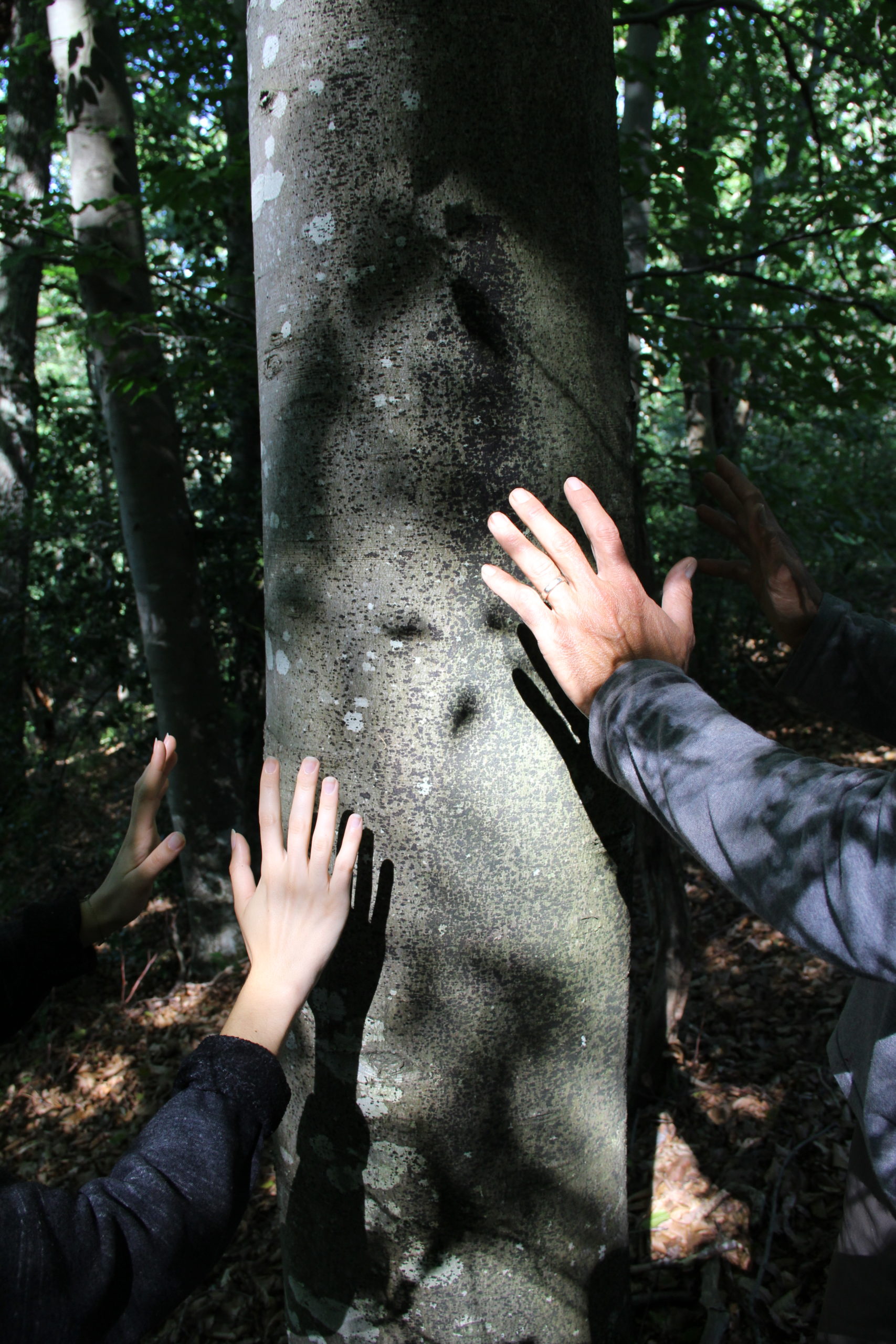 Bain de forêt dans les Hautes-Pyrénées