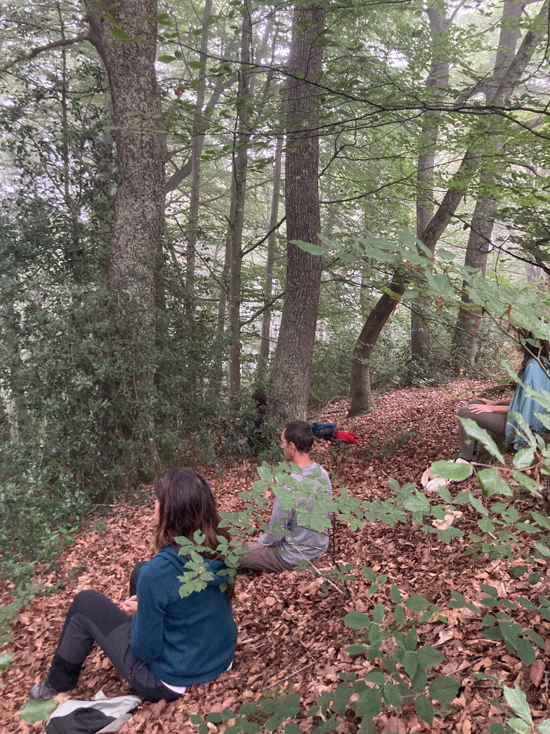 Bain de forêt dans les Hautes-Pyrénées